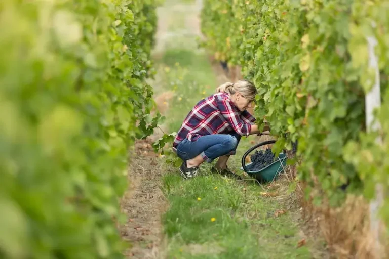 A woman harvesting a vineyard by hand