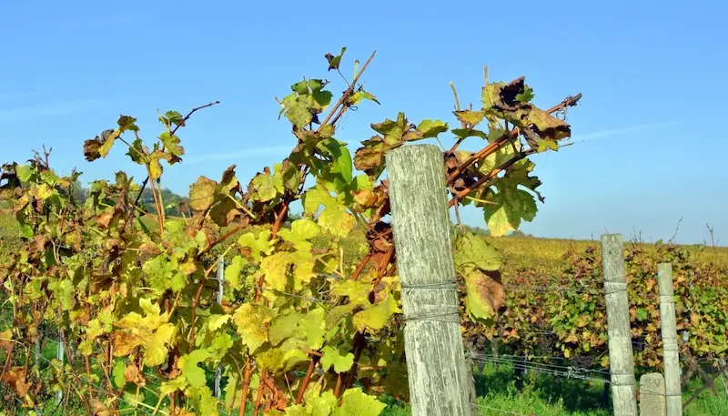 A vineyard under the sun