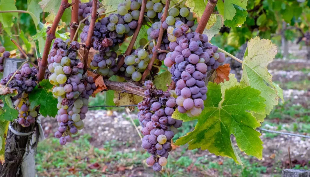 Bunches of white grapes covered in noble rot on the vine