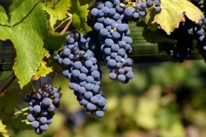Bunches of dark Malbec grapes on the vine