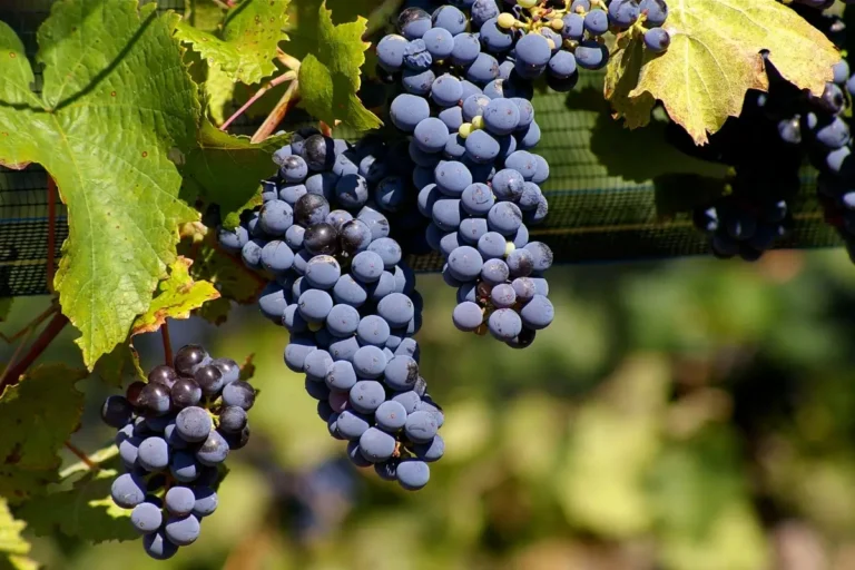 Bunches of dark Malbec grapes on the vine