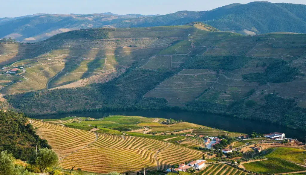 Terraced vineyards along the Douro river in Portugal