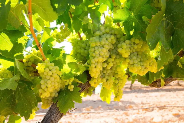 Chardonnay grapes on a vine