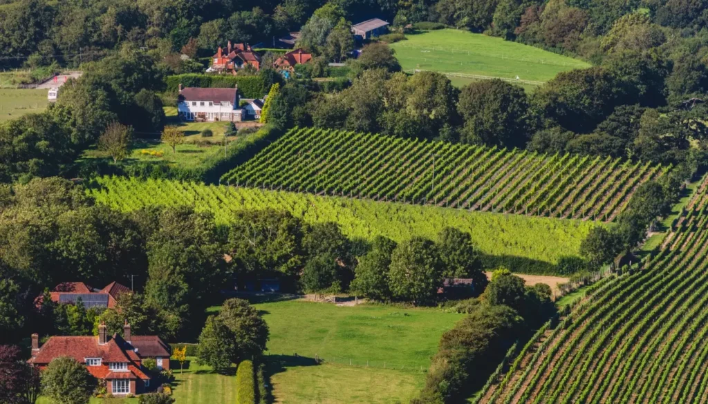 Rows of vines on the rolling hills of the South Downs