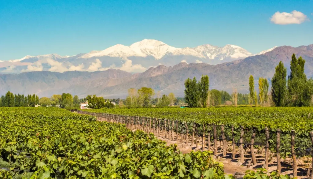 A vineyard in Mendoza with the Andes mountains behind