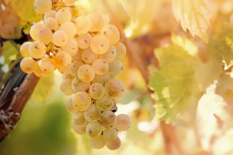 Ripe Riesling grape bunches hanging on a vine in the sun