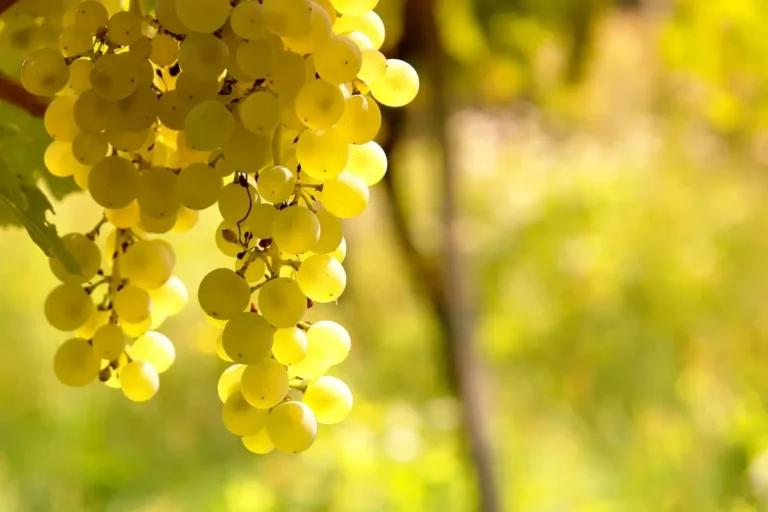 Bunches of ripe Sauvignon Blanc grapes hanging on a vine